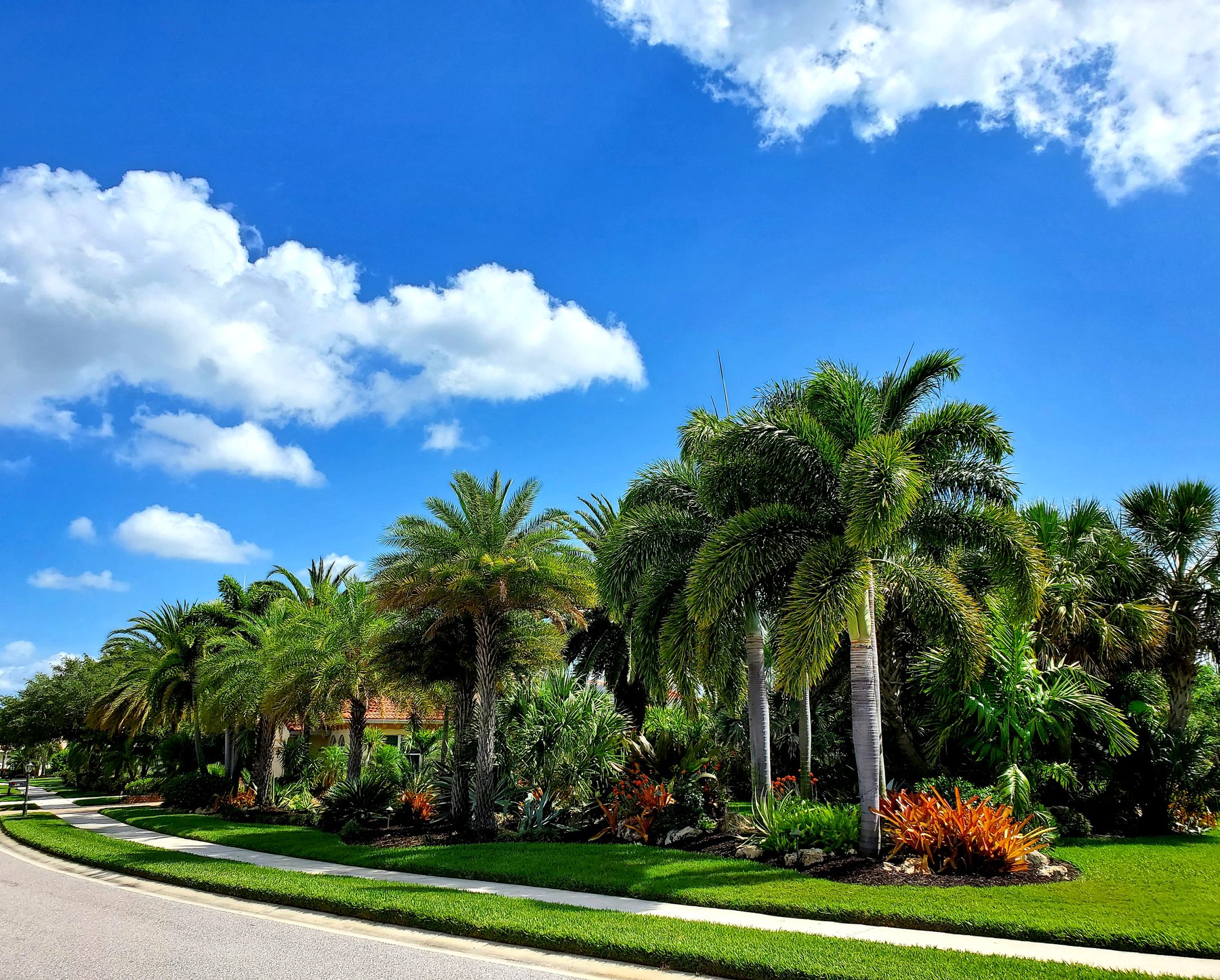 Palms and bromeliads along a sidewalk