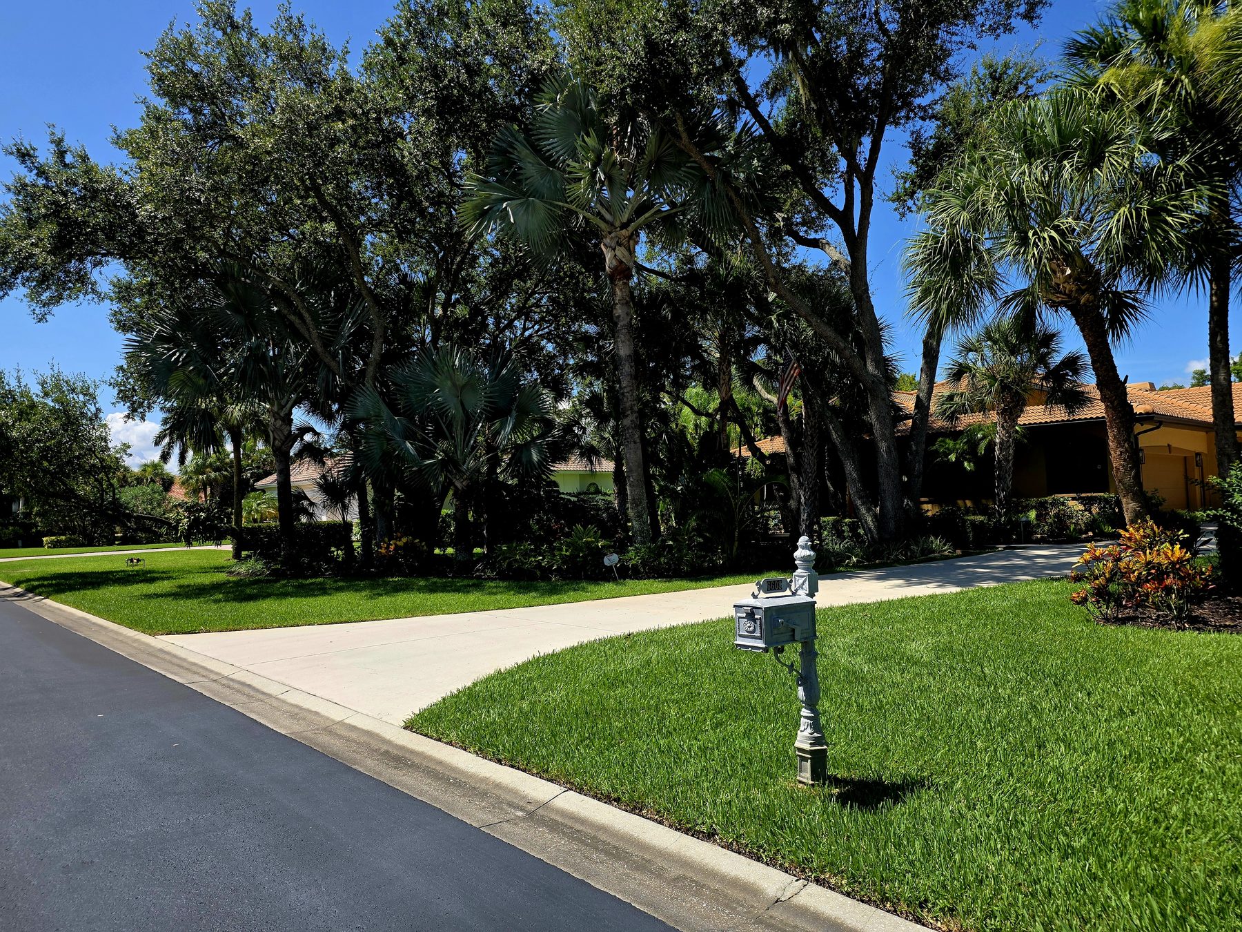 Estate driveway with Bismarck palms, cabbage palms, and crotons