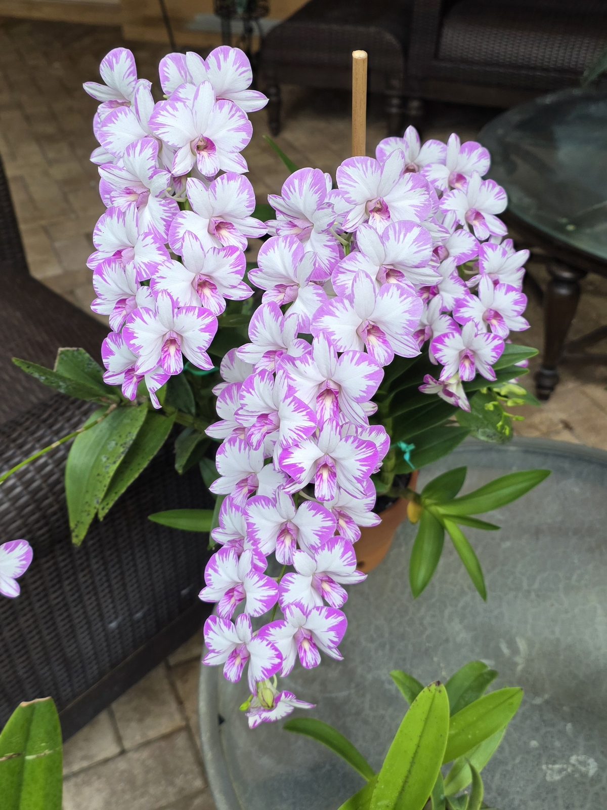 Dendrobium orchid in bloom on a patio